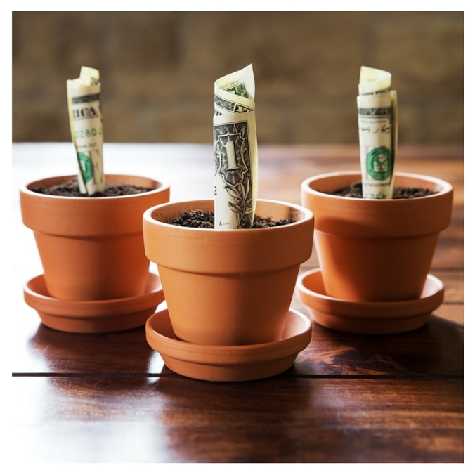 Money in Pot Plant